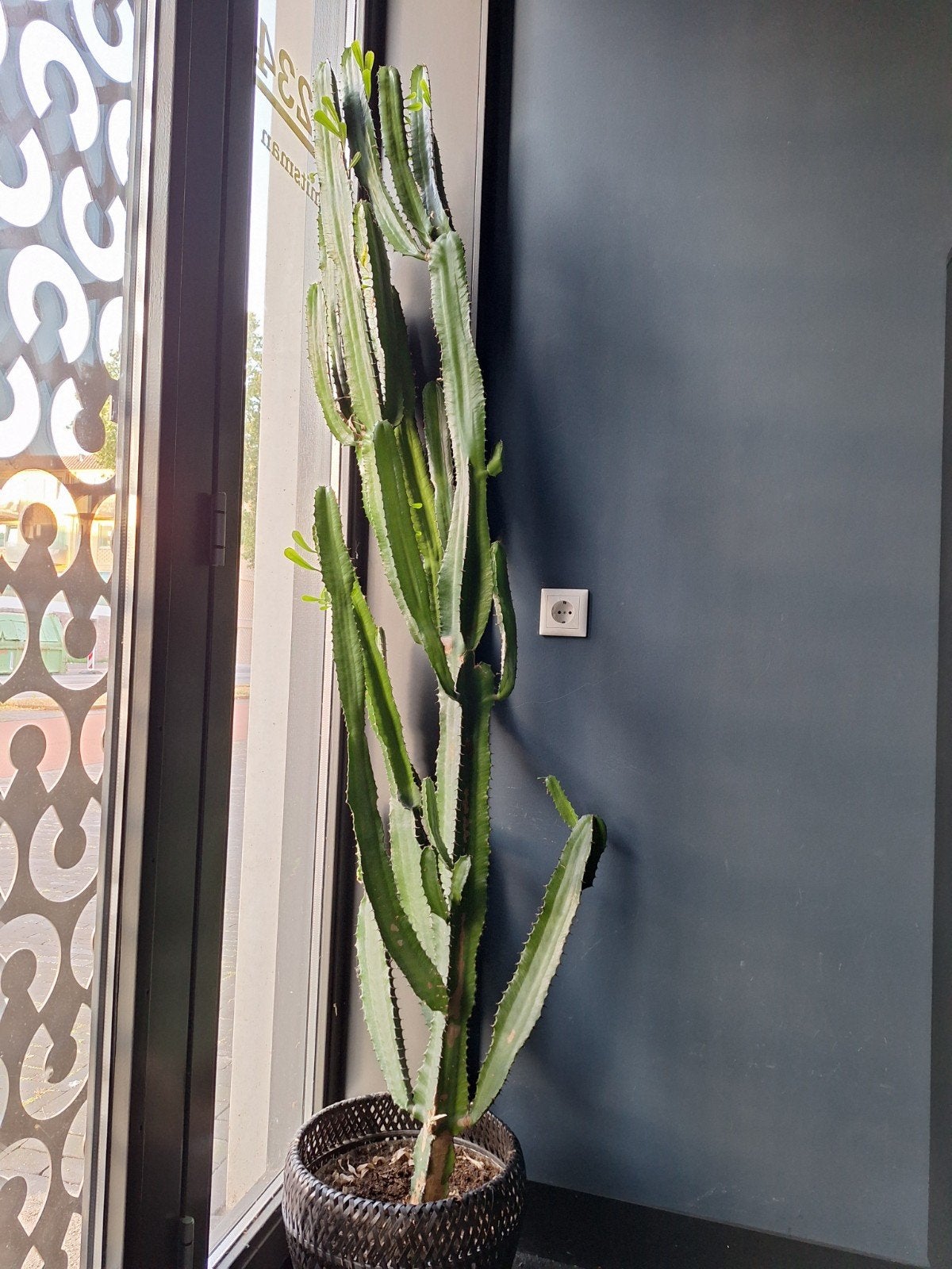 Grote Euphorbia Trigona Cactus - 2 meter hoog, Ophalen