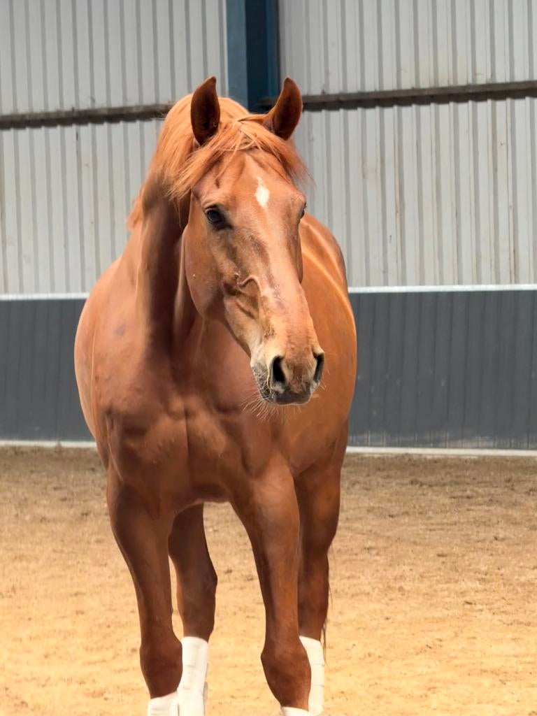 Kwaliteitsvol dressuurpaard, Dieren en Toebehoren, Paarden, Met stamboom, Ruin, Dressuurpaard, Zadelmak