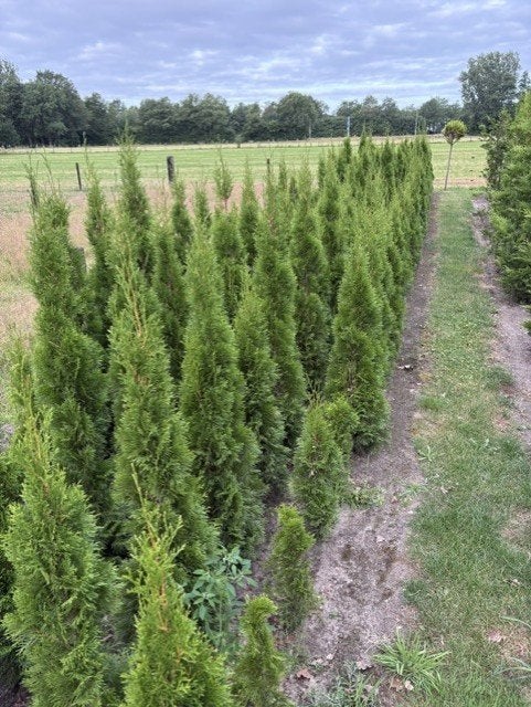 Te koop: div. soorten haagconiferen, Tuin en Terras, Planten | Struiken en Hagen, Ophalen, Overige soorten, Haag, 100 tot 250 cm