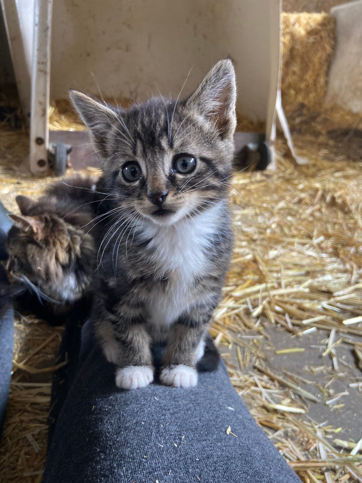 Lieve boerderijkittens te koop, Meerdere dieren
