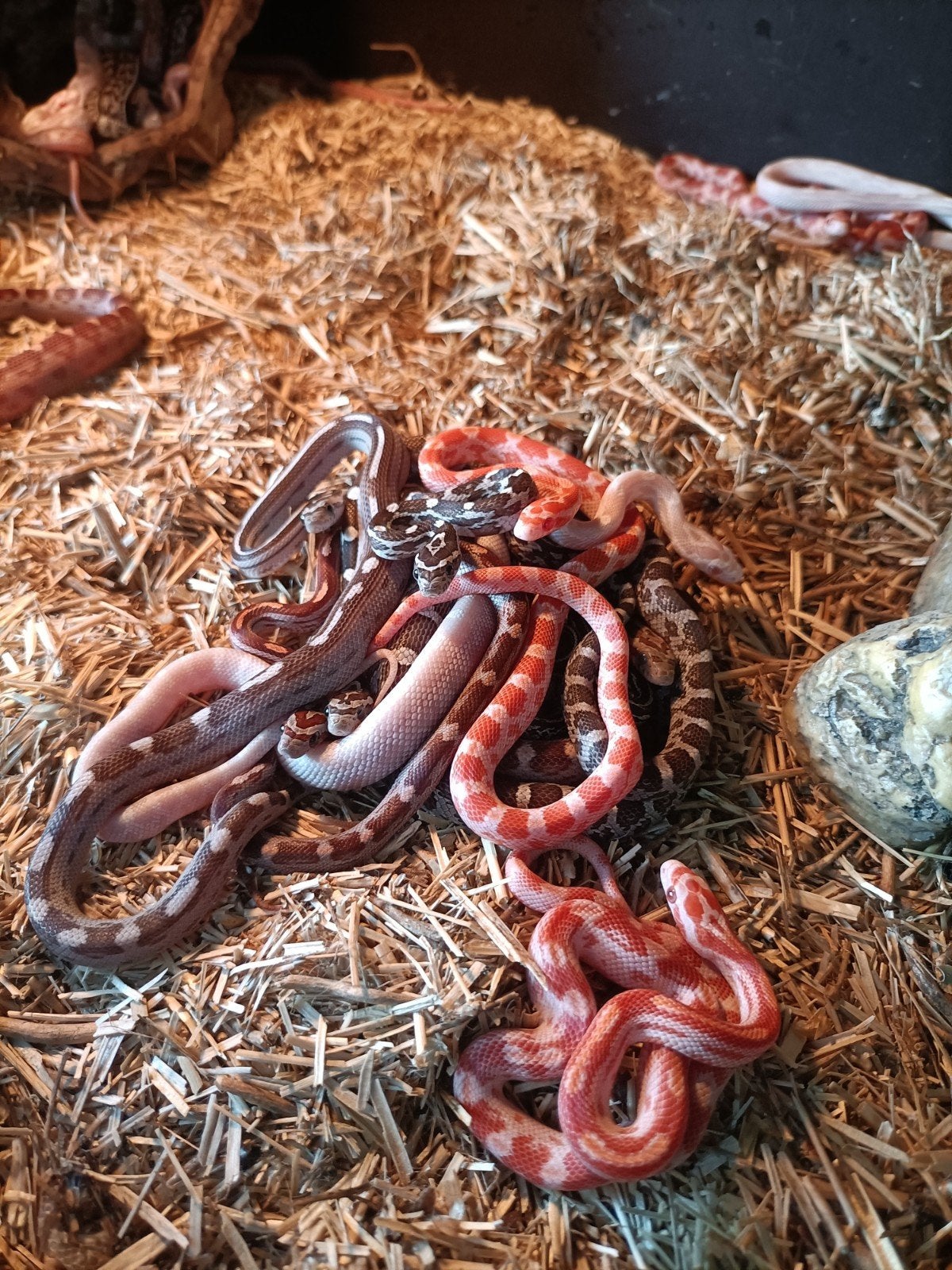 jonge rattenslangen Rat Snake photo 12