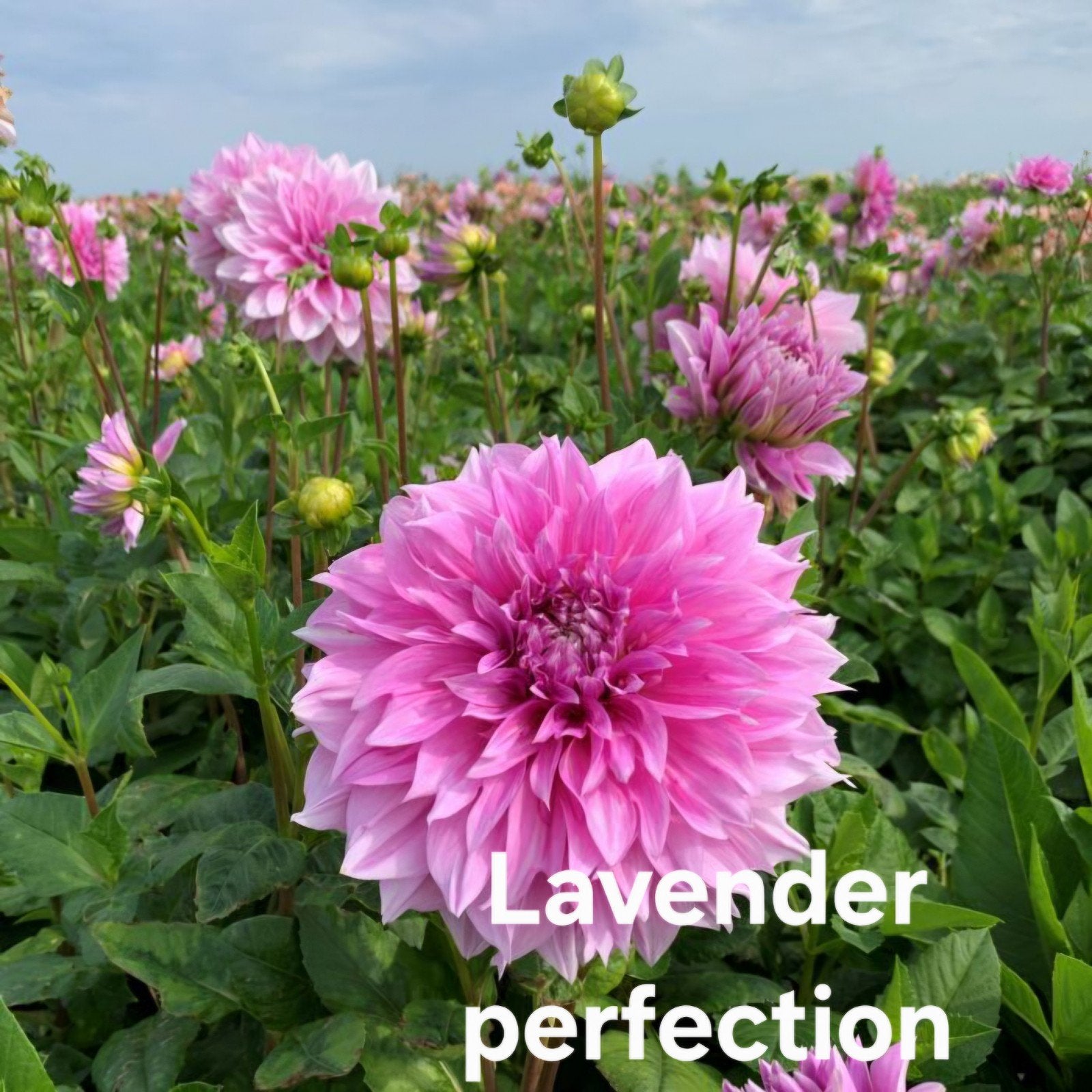 Dahlia's in pot diverse soorten, Ophalen, Overige soorten, Volle zon