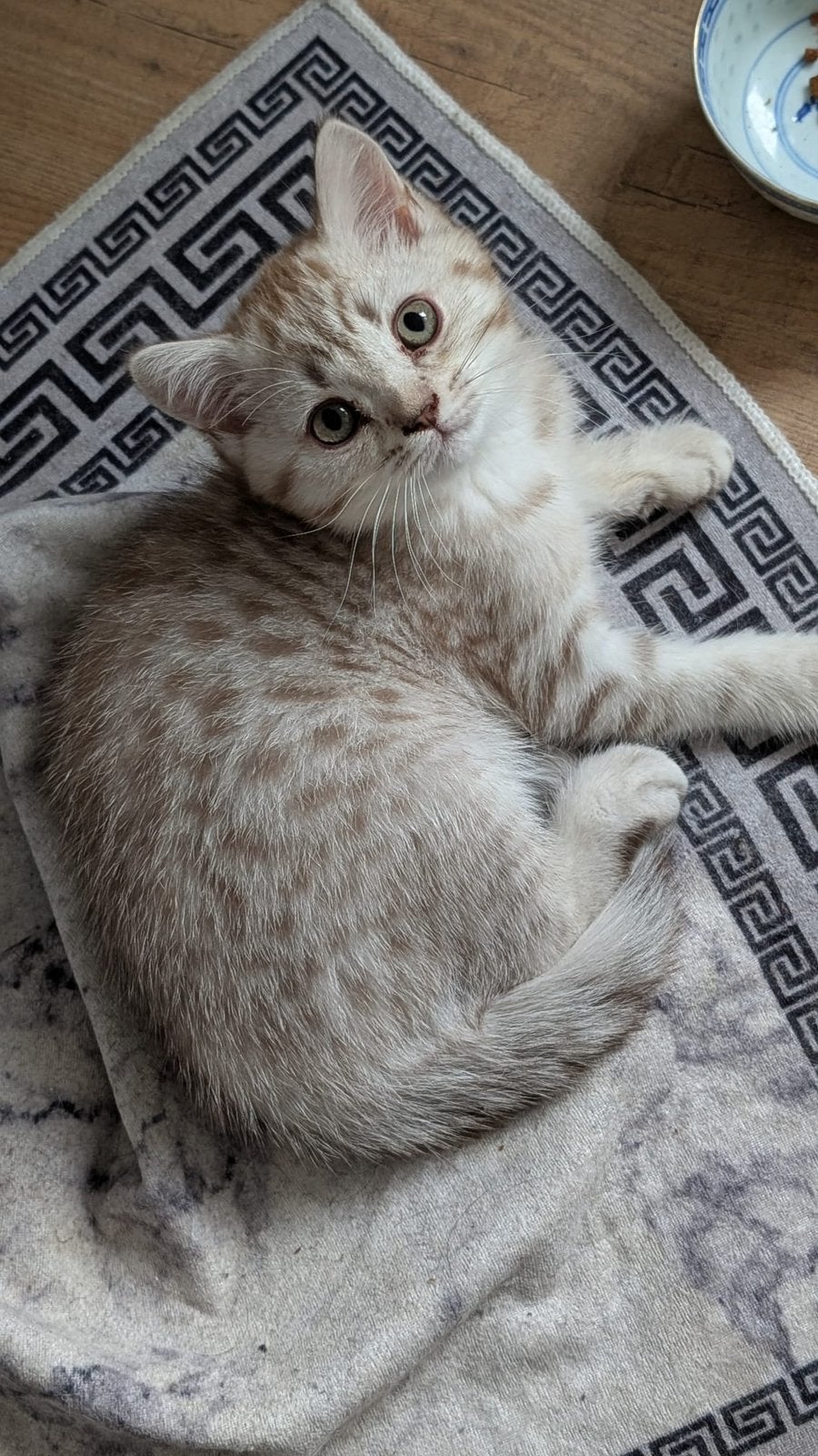 Britse korthaar, Poes