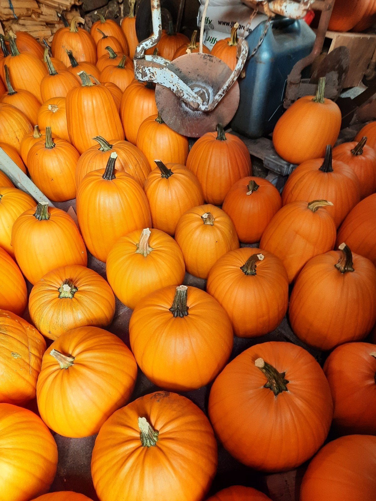 Halloween pompoenen, Tuin en Terras, Volle zon, Groenteplanten, Eenjarig, Ophalen of Verzenden