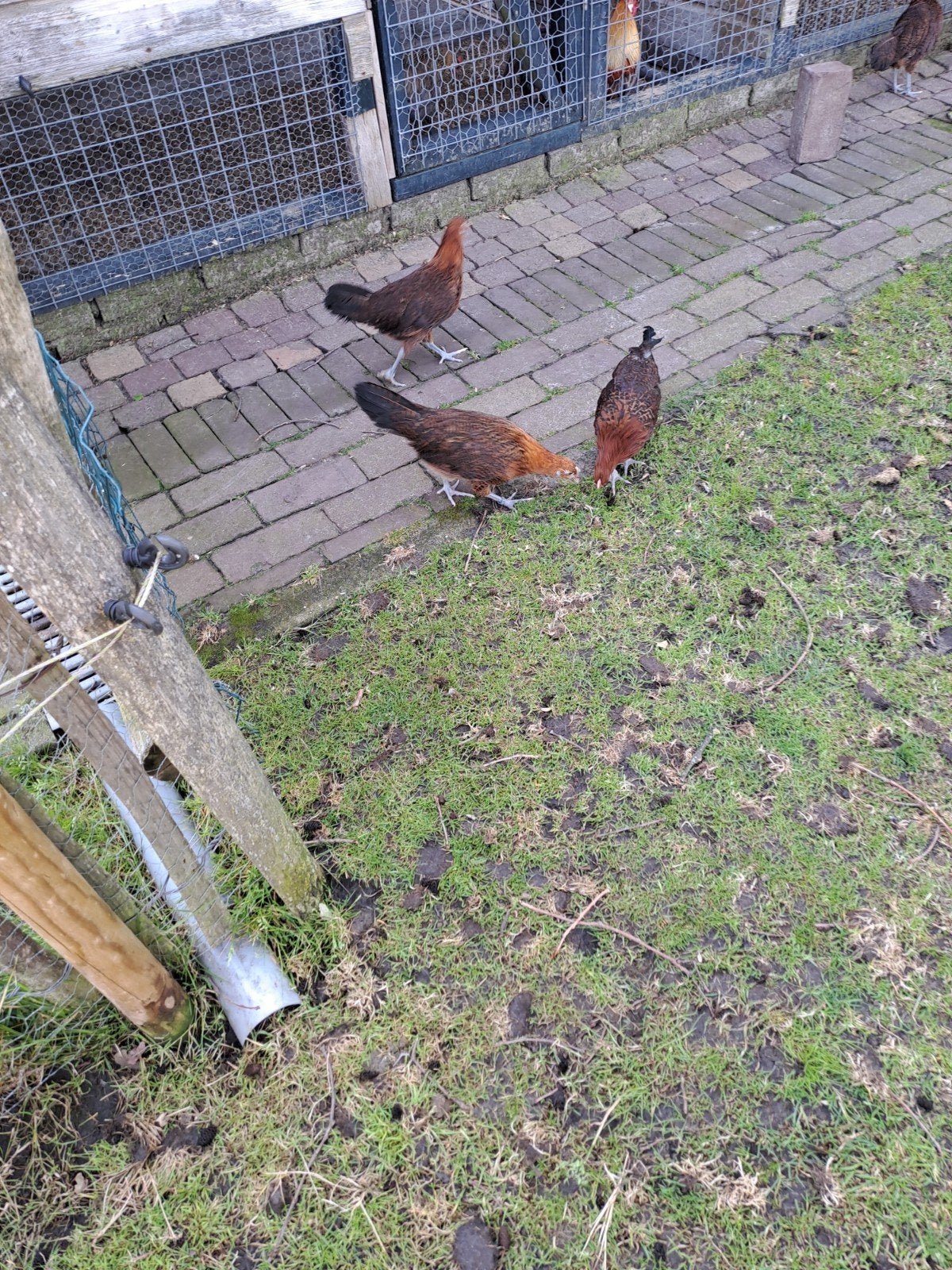 Friese Roodpel groot 4 hennen & citroenpel 3 kriel hennen, Dieren en Toebehoren, Pluimvee, Vrouwelijk, Kip