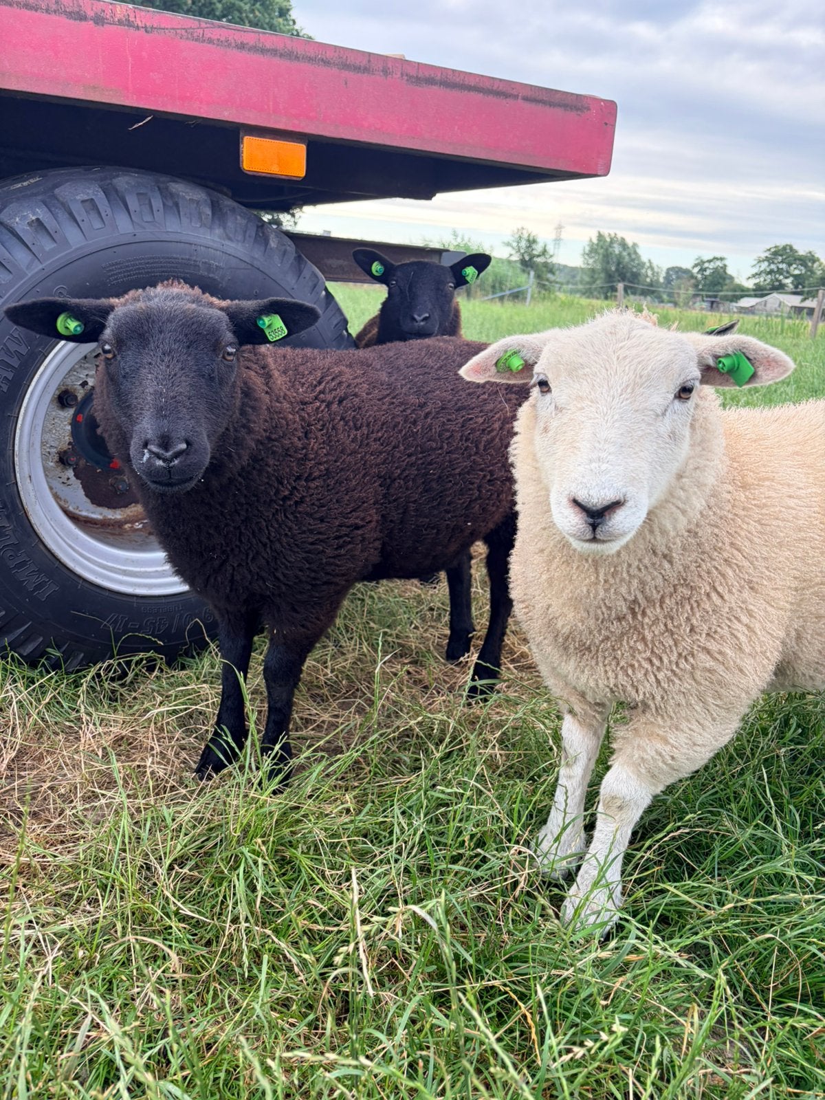 3 ooitjes (herdwick/dassenkop) te koop, Meerdere dieren, Schaap