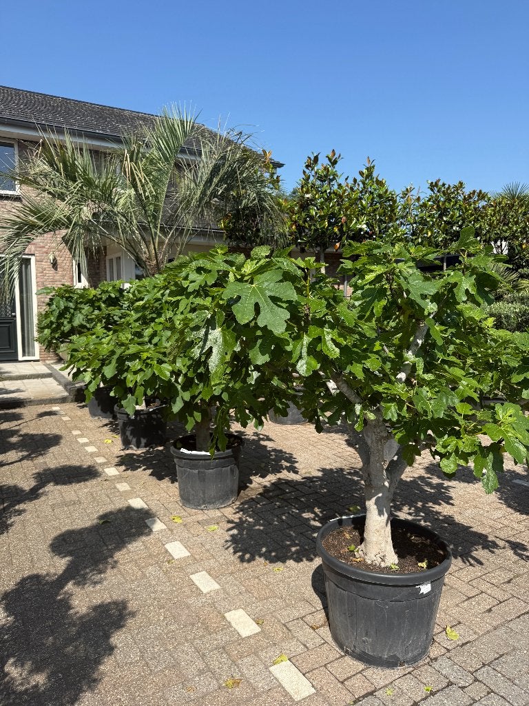Vijgenboom / Vijgenbomen met 30/40 cm stamomtrek te koop!!!, 100 tot 250 cm, Zomer, Volle zon, In pot