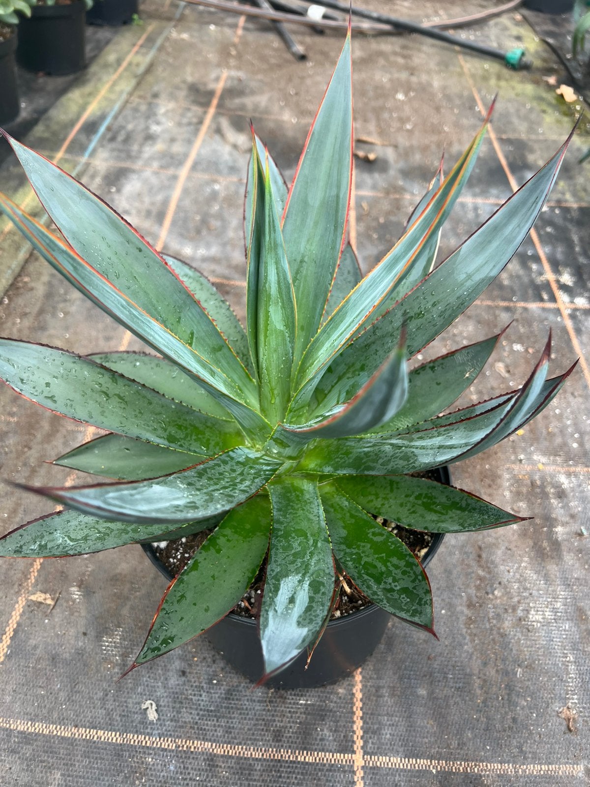 Agave shaka zulu pot19, Ophalen, Bloeit niet, Overige soorten, Volle zon