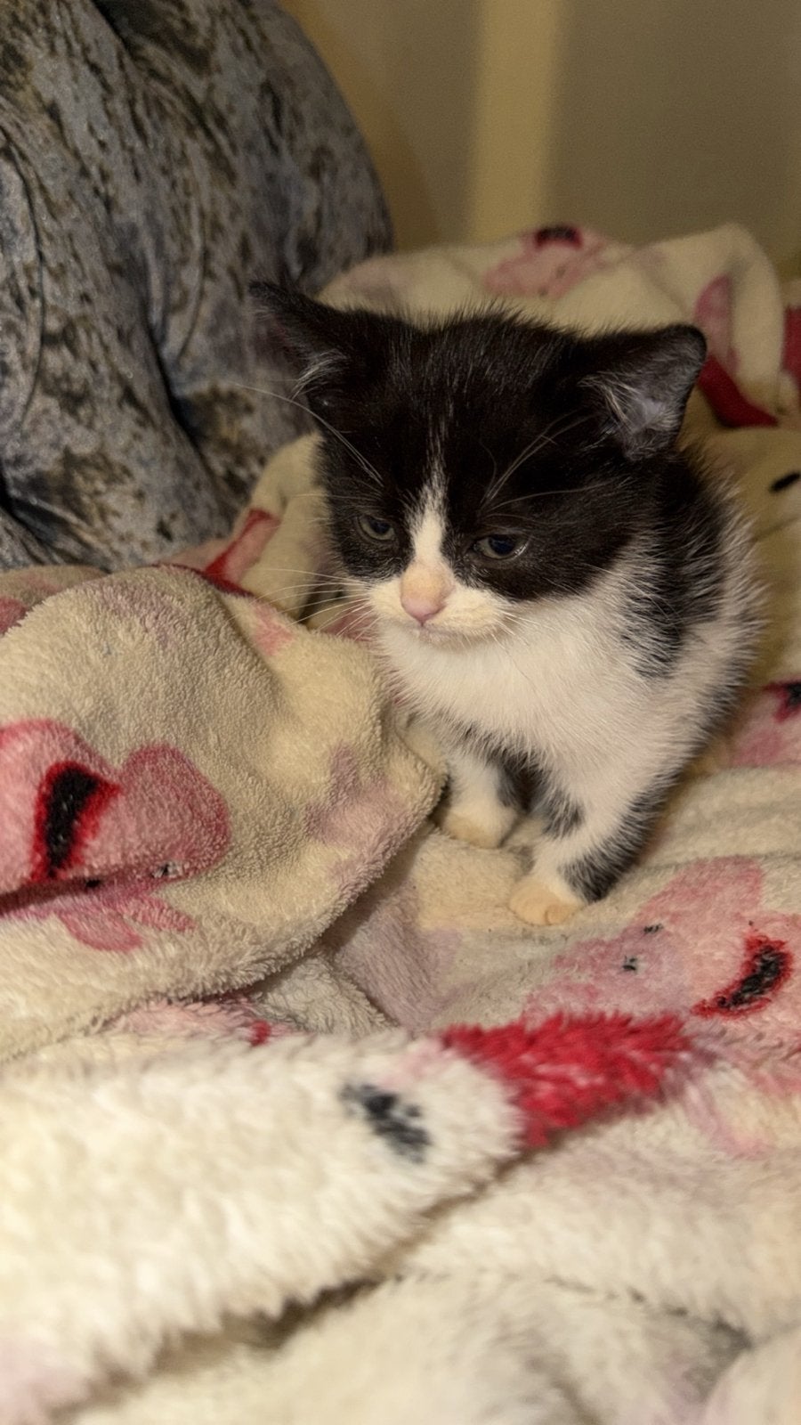 4 ragdoll/maincoon kittens 15 weken oud, Dieren en Toebehoren, Meerdere dieren, 0 tot 2 jaar