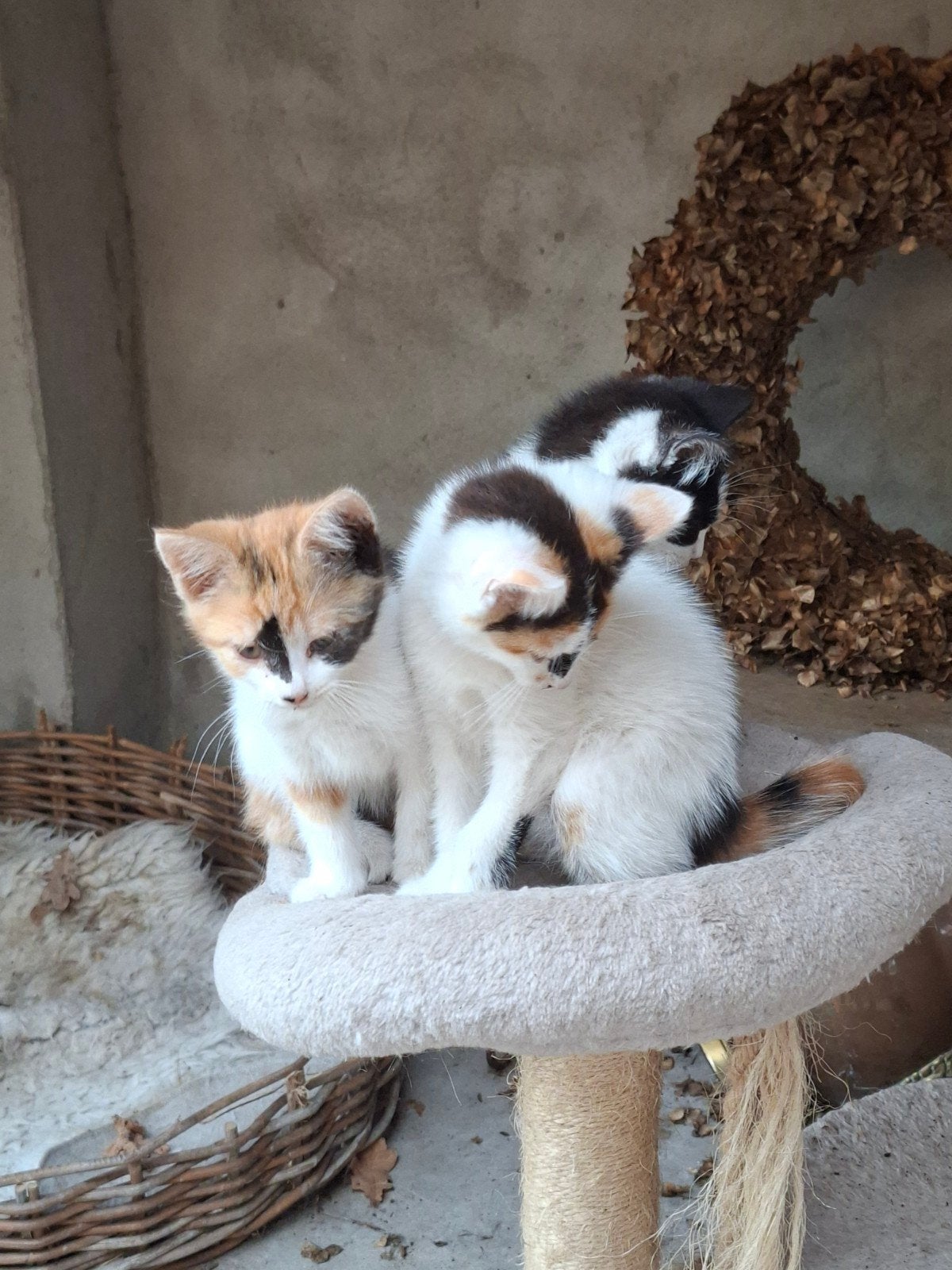 Te koop mooie boerderijpoesjes, Meerdere dieren
