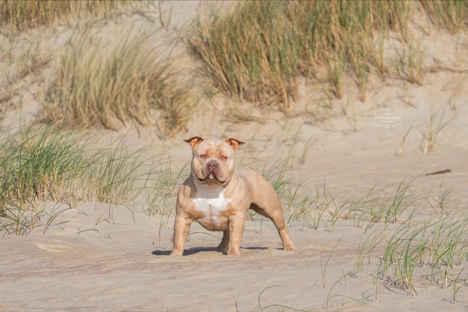 American bully standaard dekreu abkc stamboom, België, Reu, 1 tot 2 jaar, Meerdere