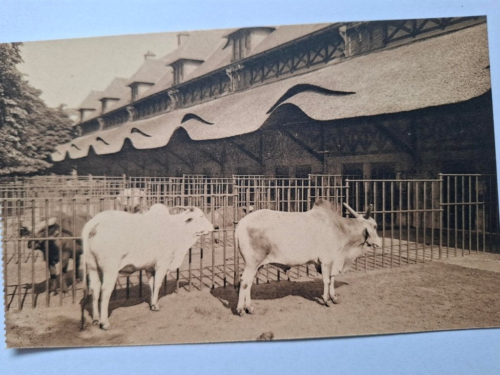 Zoo, Ophalen of Verzenden, 1920 tot 1940, Ongelopen, Wild dier