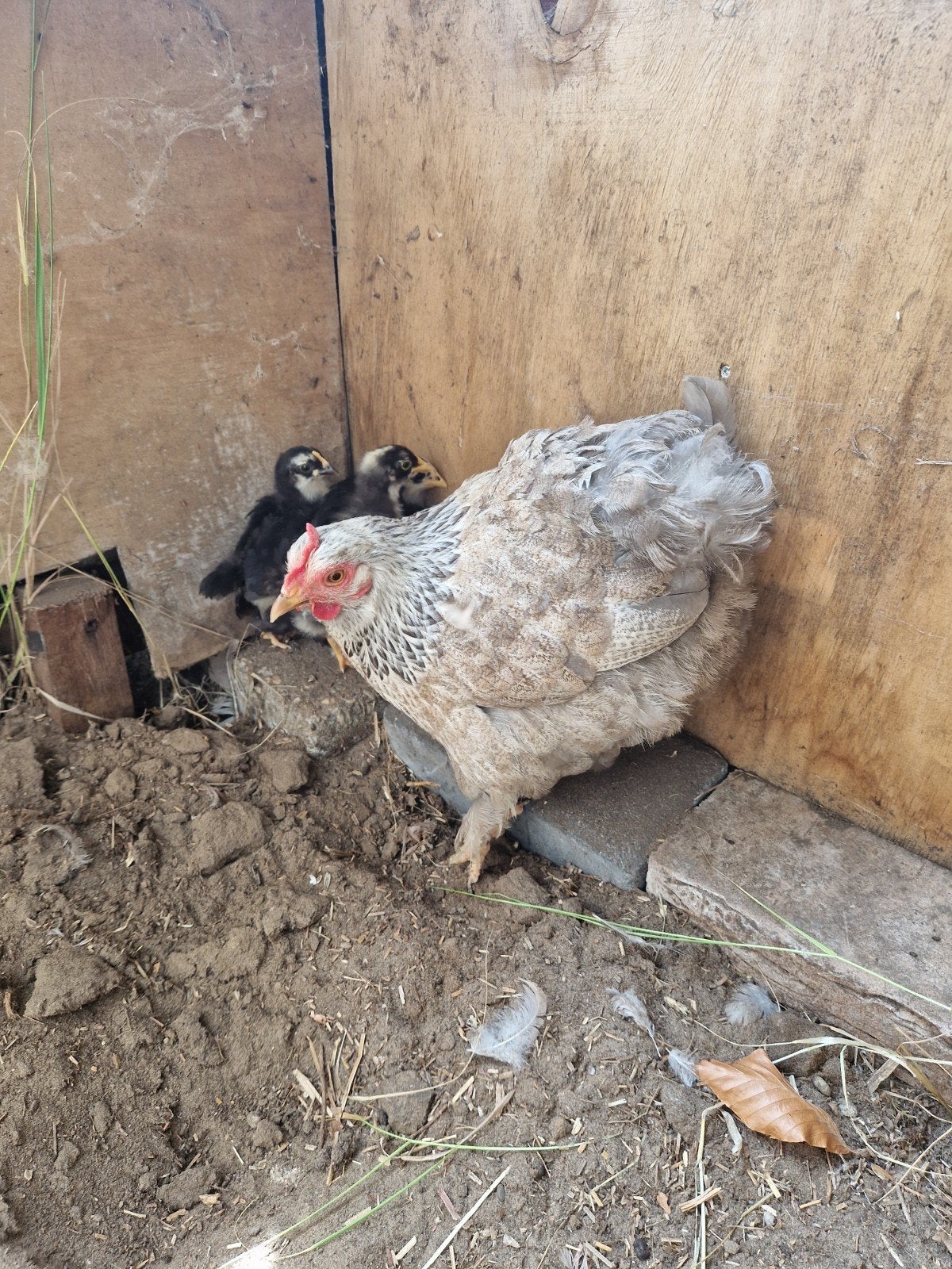 1 hen met 3 kuikens en 1 hen met 5 kuikens. Bied, Dieren en Toebehoren, Pluimvee, Vrouwelijk, Kip