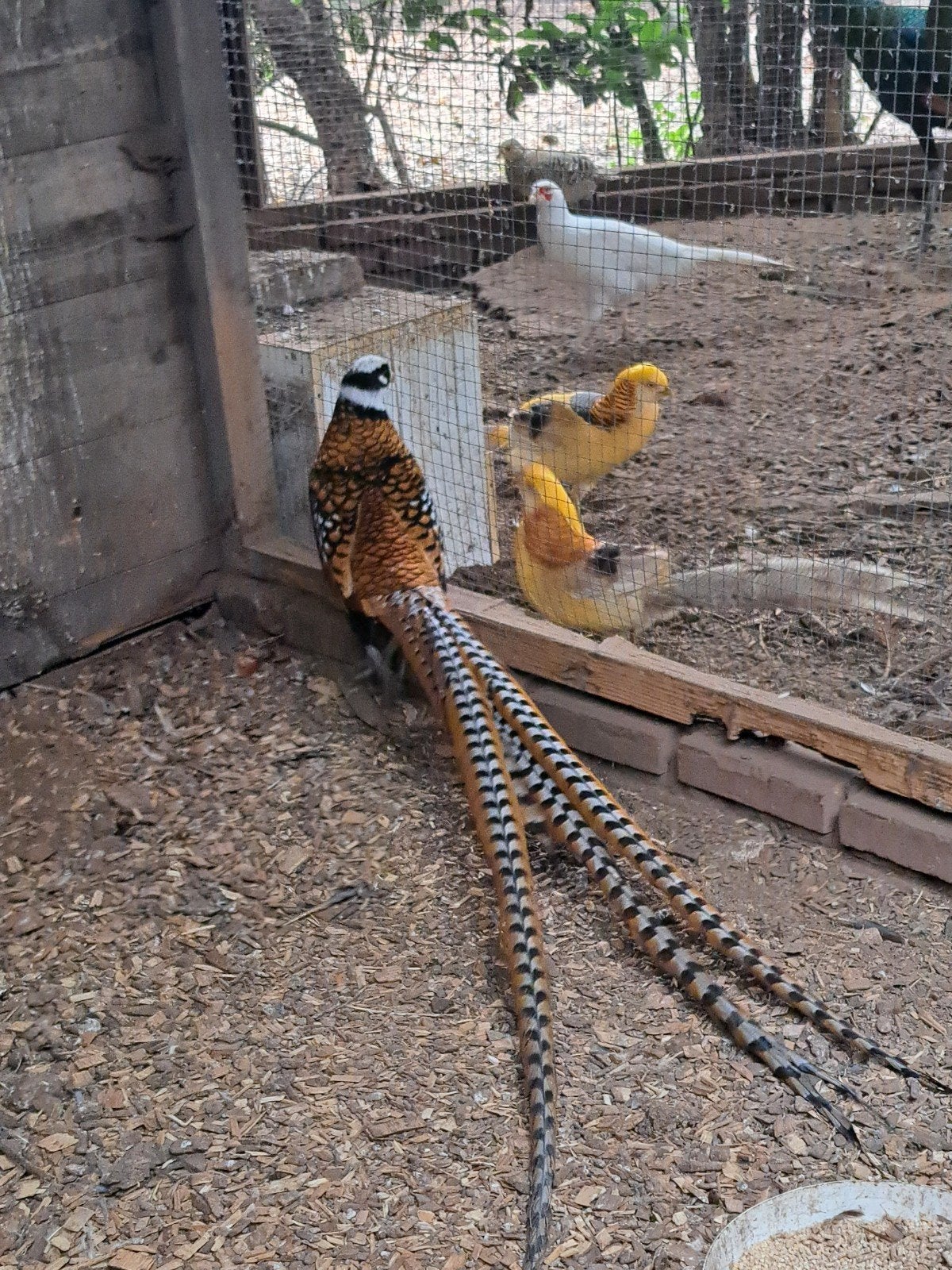 Diverse soorten FAZANTEN en PAUWEN,  zie advertentie., Meerdere dieren, Overige soorten
