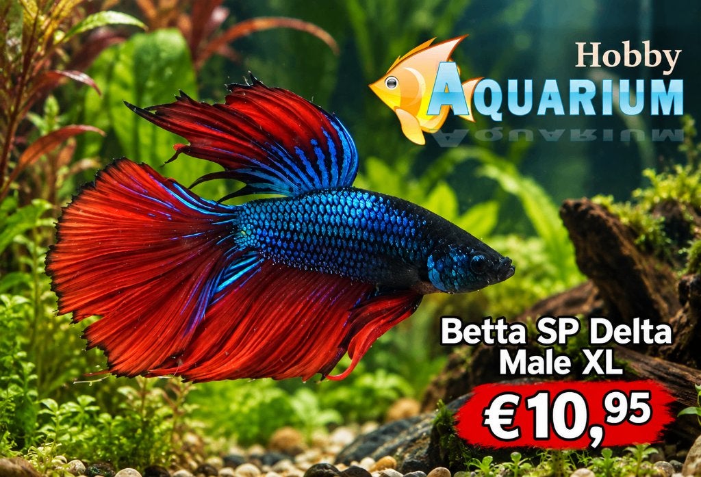 Hobbyaquarium Betta SP Super Delta, Vis, Zoetwatervis, Schoolvis