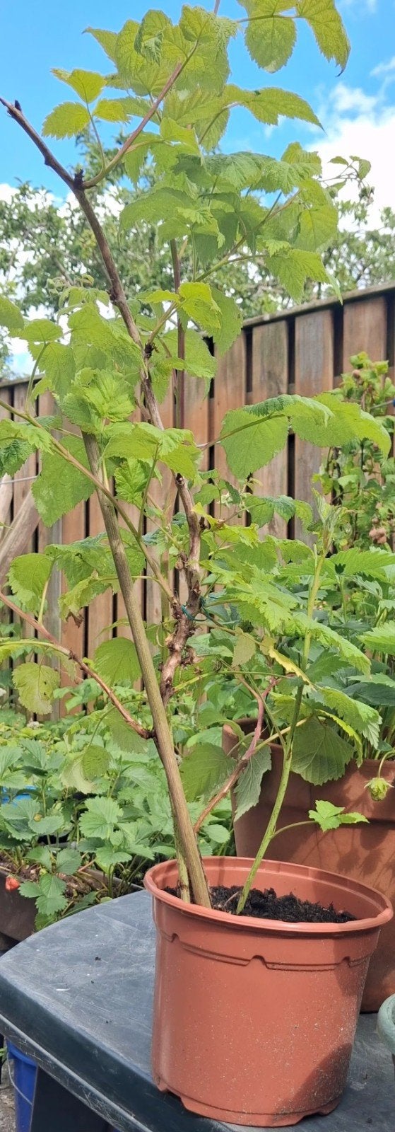 Aardbeien/frambozen planten, Tuin en Terras, Planten | Tuinplanten, Ophalen of Verzenden, Volle zon