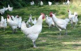 Poule de Bresse kippen., Vrouwelijk, Kip