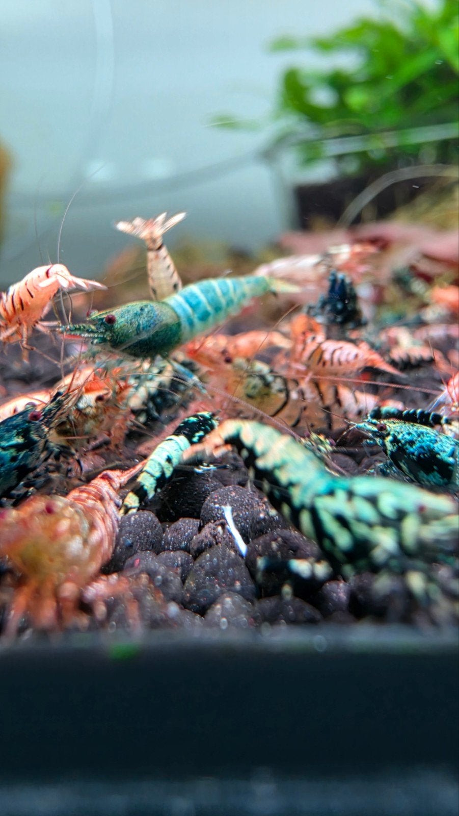 10+5 gratis Skittles garnalen aquarium bezorging, Kreeft, Krab of Garnaal