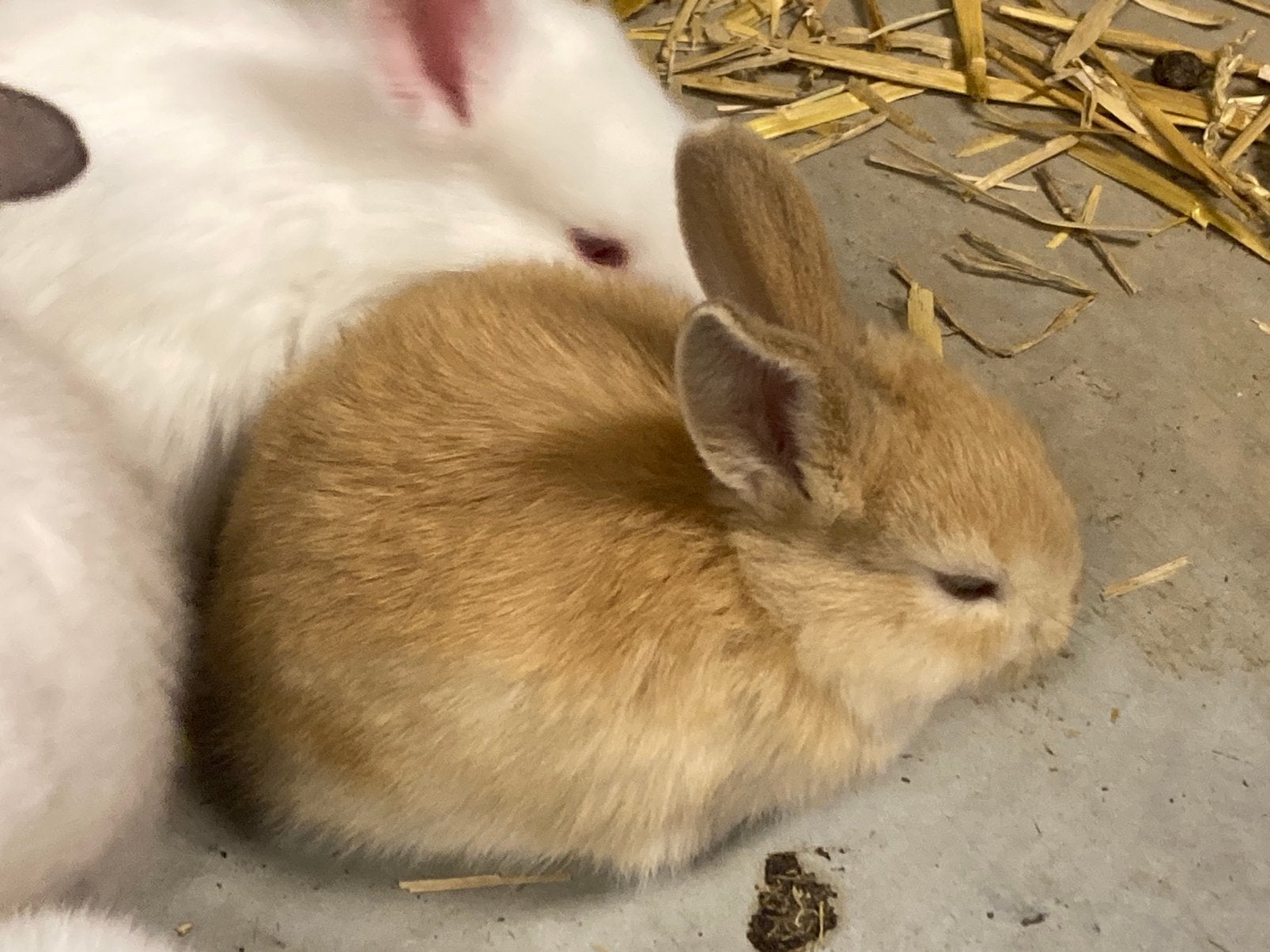 GRATIS jonge konijntjes, vlaamse reusjes, Dieren en Toebehoren, Konijnen, Meerdere dieren, Groot