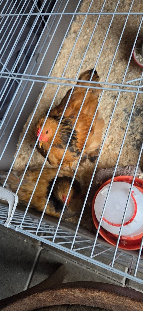 Brahma hanen, Dieren en Toebehoren, Mannelijk, Tam