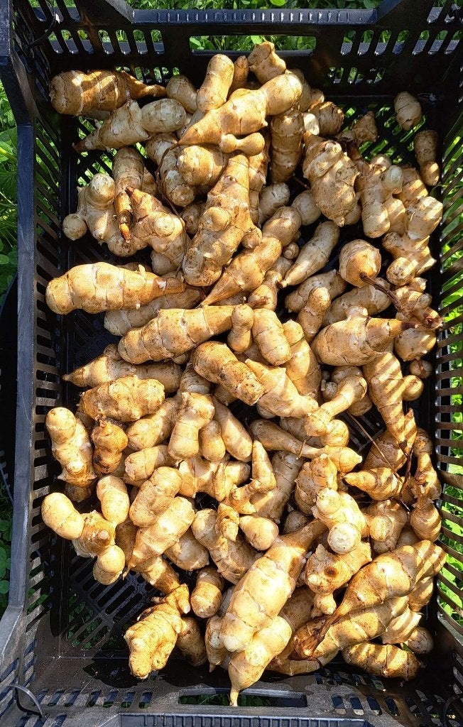 Biologische aardpeer / topinamboer, Ophalen of Verzenden, Eenjarig, Groenteplanten, Volle zon