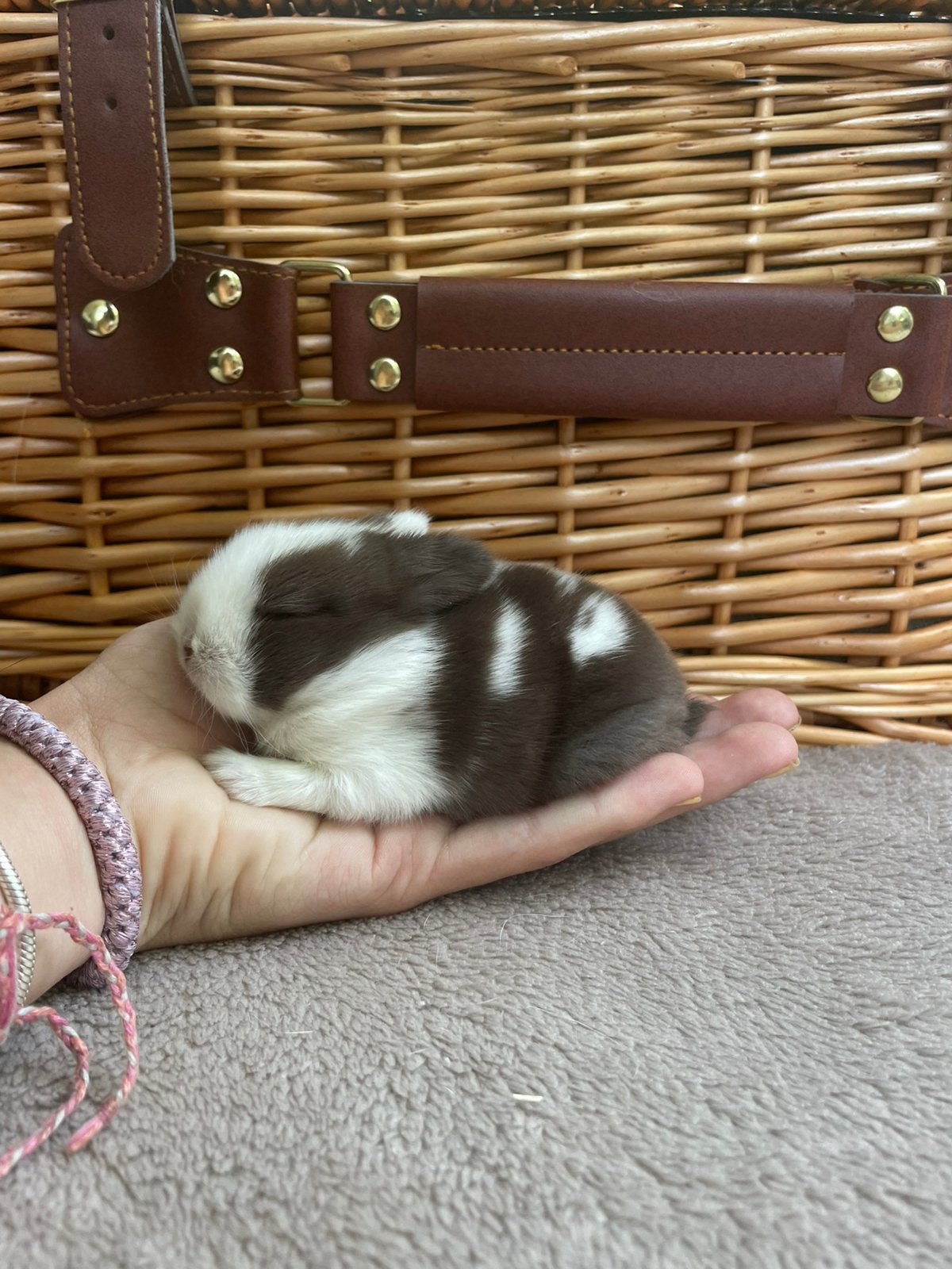 Minilopjes beschikbaar, Dieren en Toebehoren, Konijnen, Vrouwelijk, Klein, Hangoor, 0 tot 2 jaar