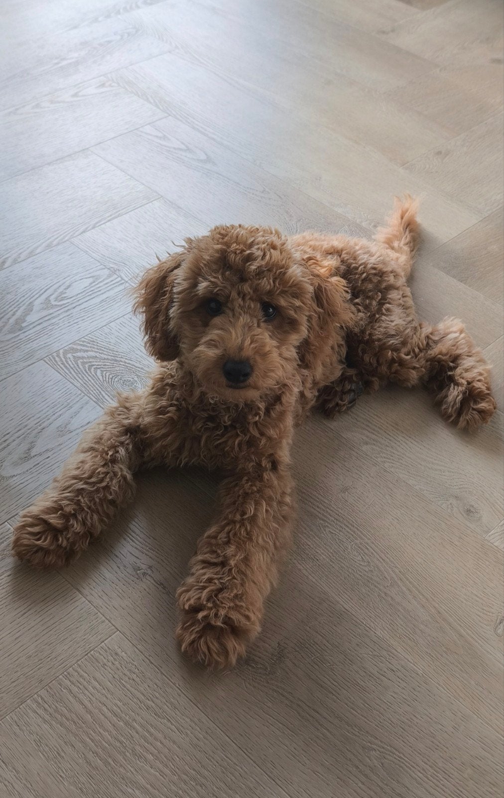 Oppashondje / Oppas gezocht voor onze Toypoedel, Particuliere oppas