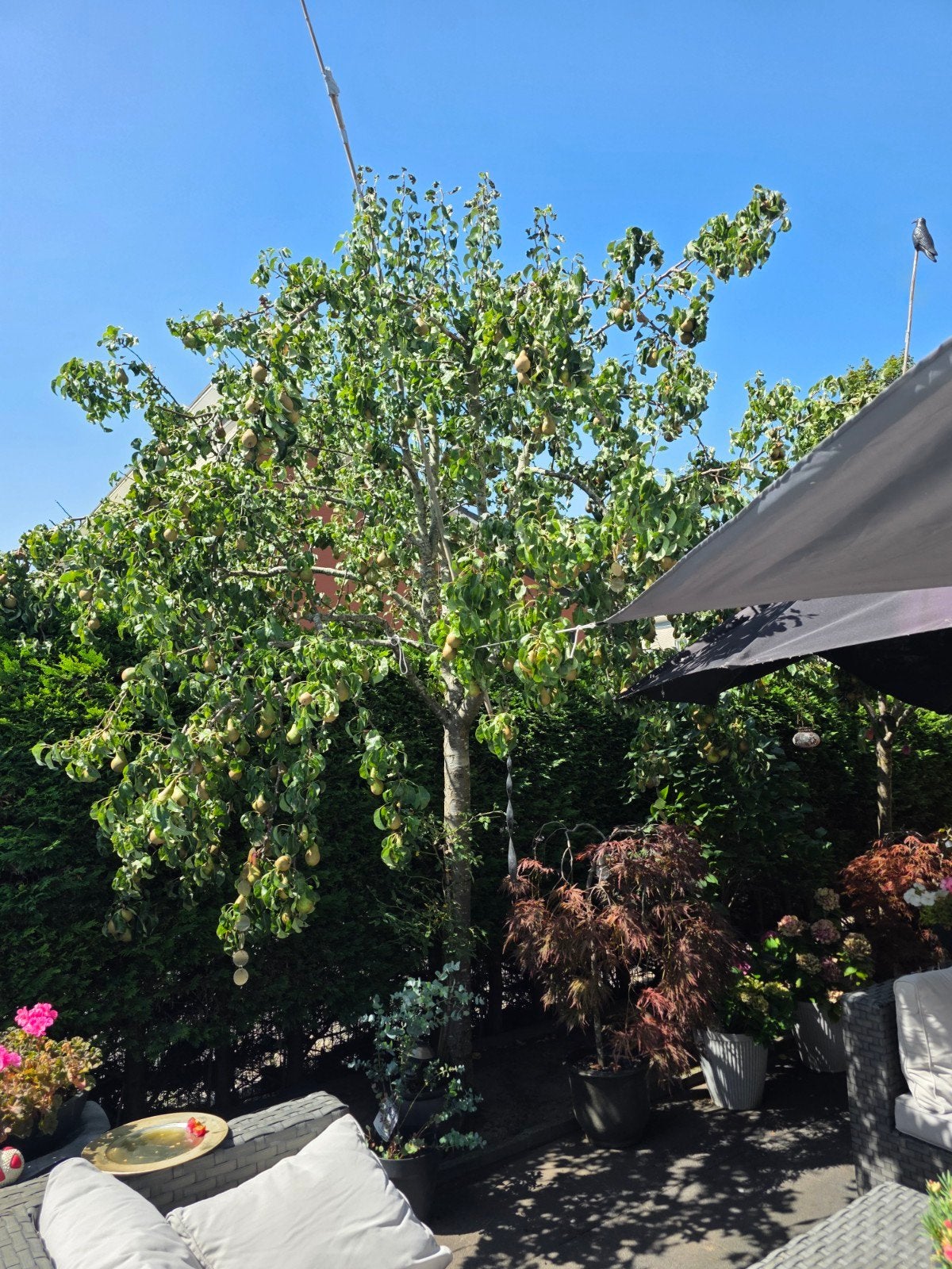 Perenboom  ruim  25 jaar, Tuin en Terras, Ophalen, Volle zon, Overige soorten