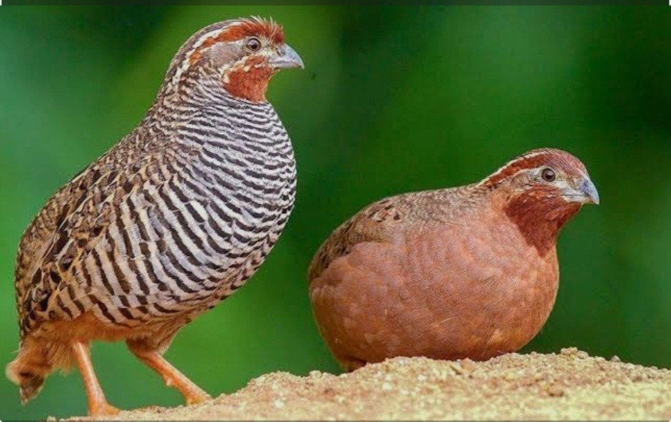 gezocht Jungle Bush kwartels, Meerdere dieren