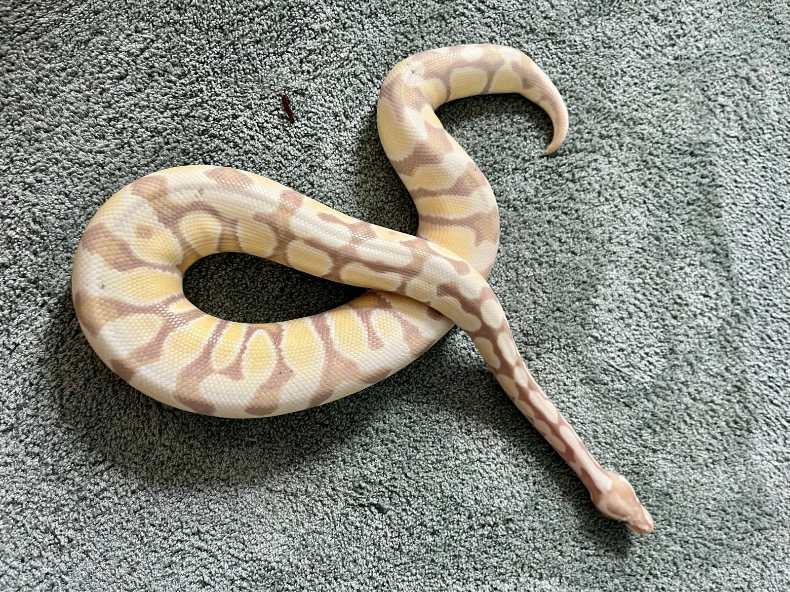 Banana Desert Ghost Phython (Female), Dieren en Toebehoren, Slang, Tam, 0 tot 2 jaar