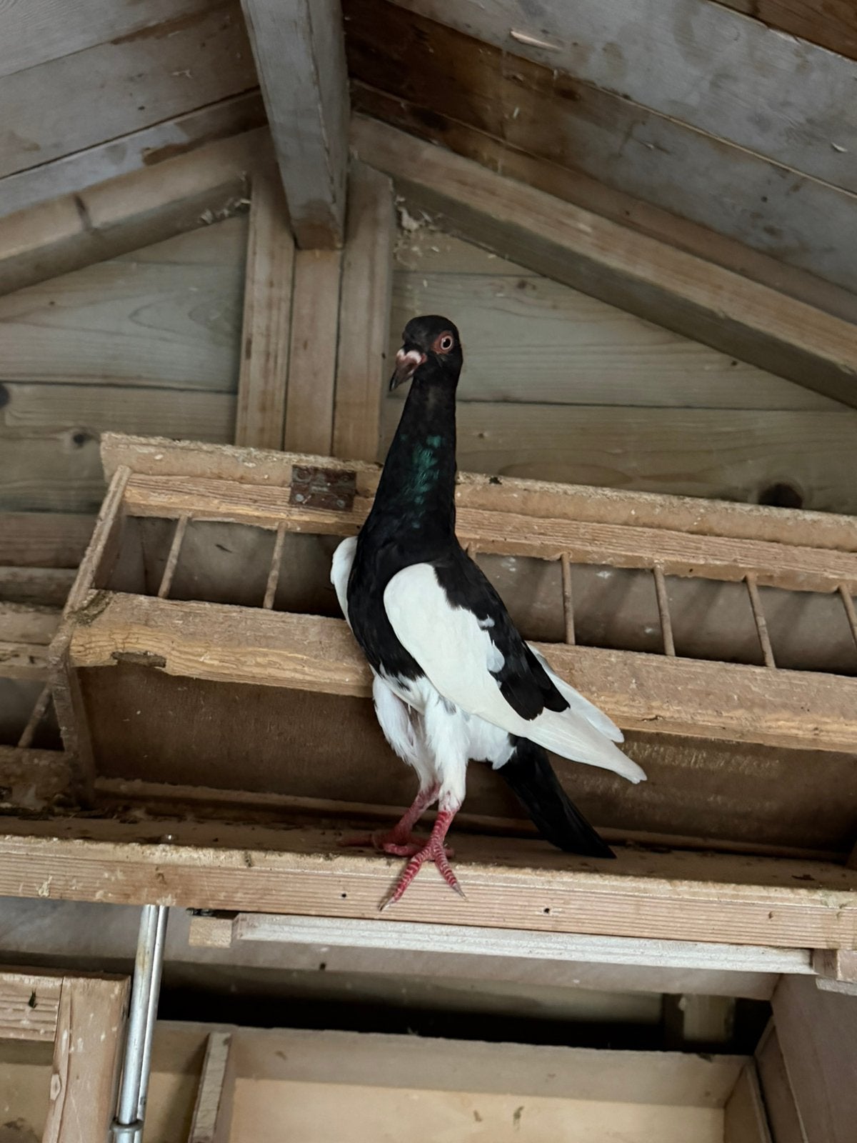 Sierduiven, Dieren en Toebehoren, Vogels | Duiven, Vrouwelijk, Overige soorten