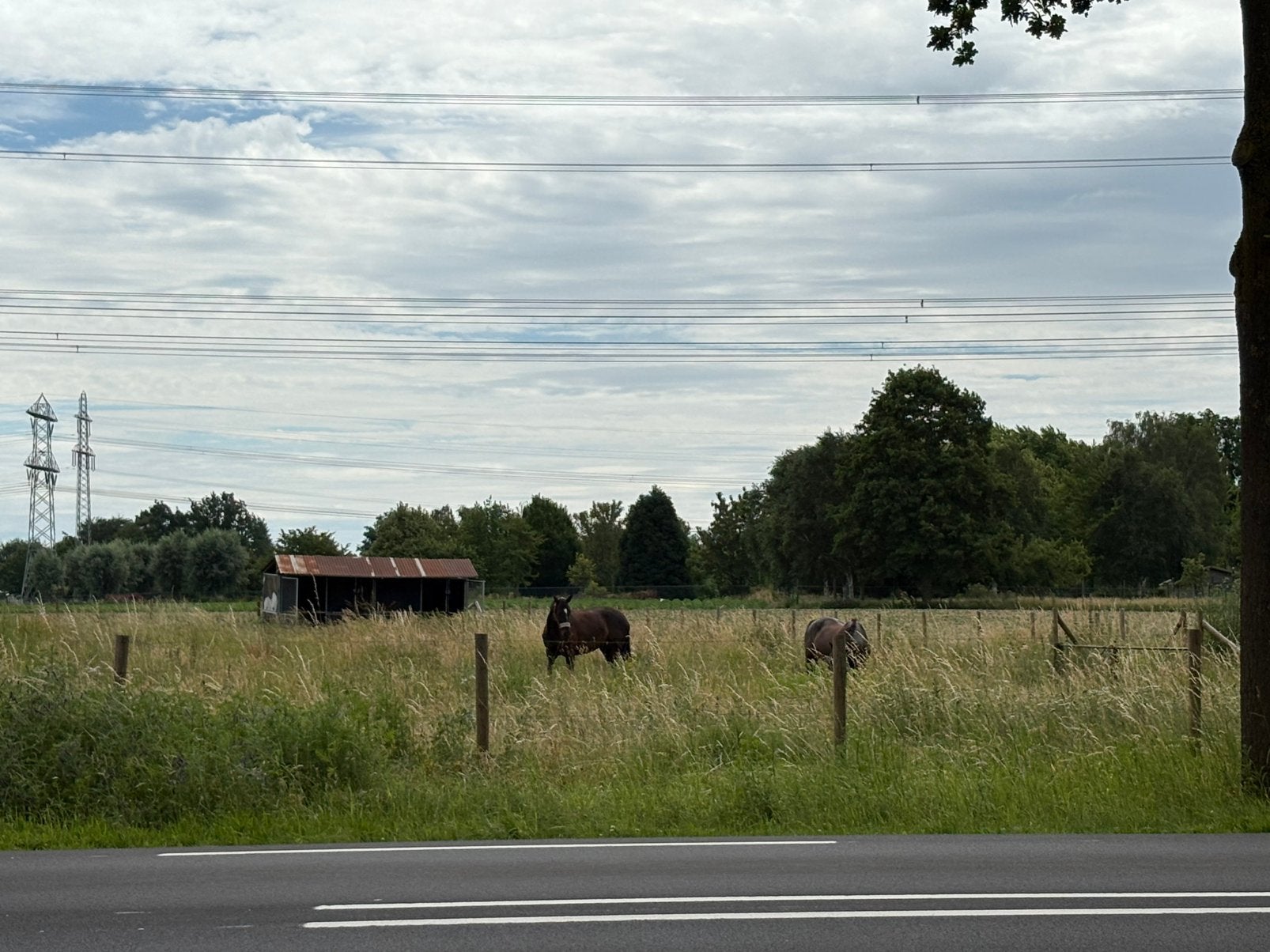 Te huur weiland grasland met schuilstal 1000m2, Dieren en Toebehoren, Stalling en Weidegang, Weidegang