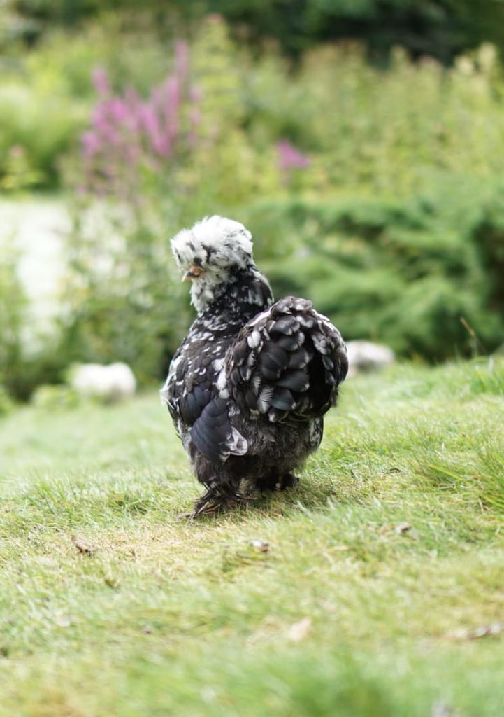 Twee zwart mottled usa zijdehoen hennen, Dieren en Toebehoren, Pluimvee, Vrouwelijk, Kip