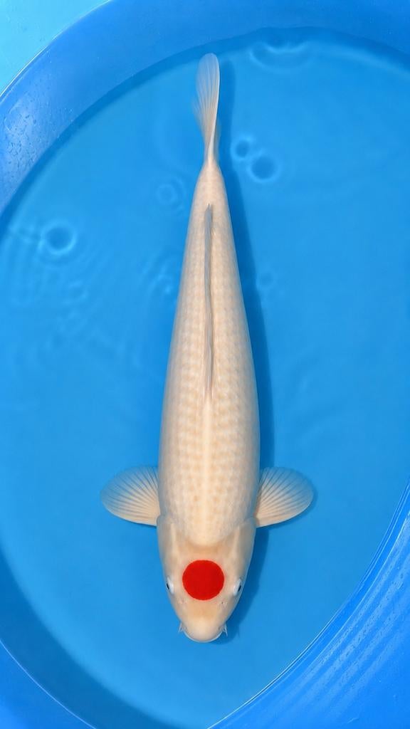 Sakai Fish Farm Tancho Kohaku Male Sansai 60cm+, Karper of Koi