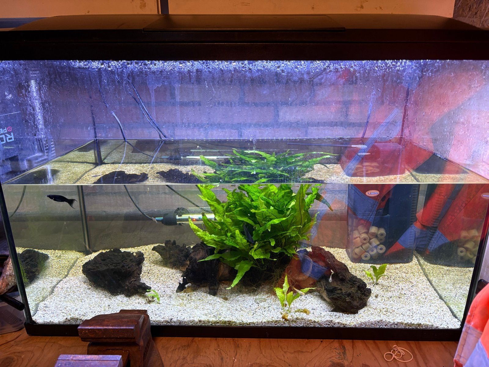 Aquarium met vissen, Ophalen