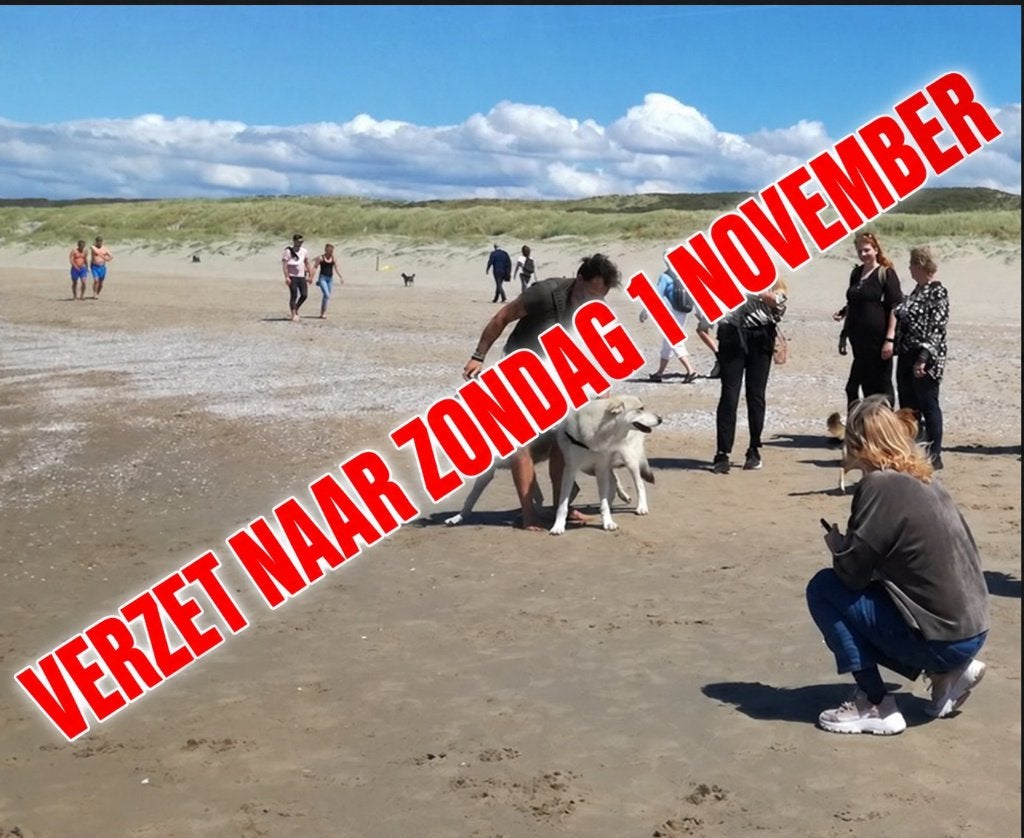 Saarlooswolfhond pups met stamboom AVLS, Overige rassen, CDV (hondenziekte), 8 tot 15 weken, Meerdere