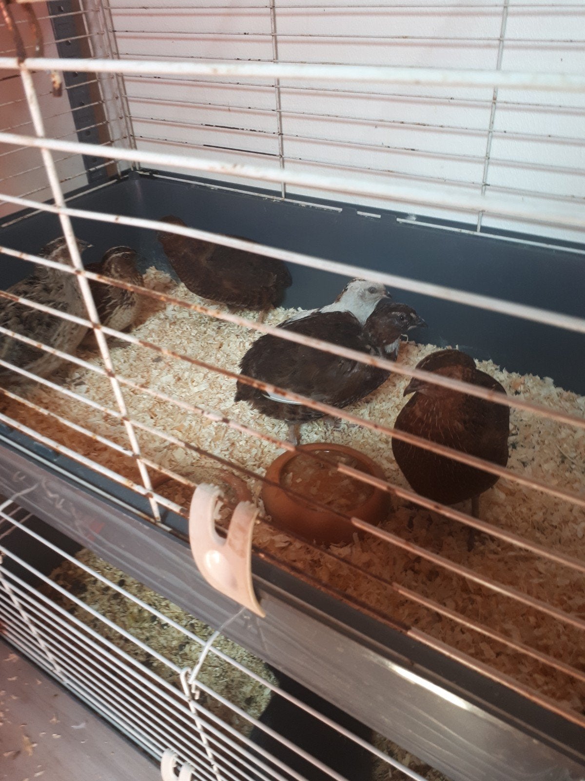 Te koop 6 kwartels natuurbroed, Dieren en Toebehoren, Pluimvee, Meerdere dieren, Overige soorten