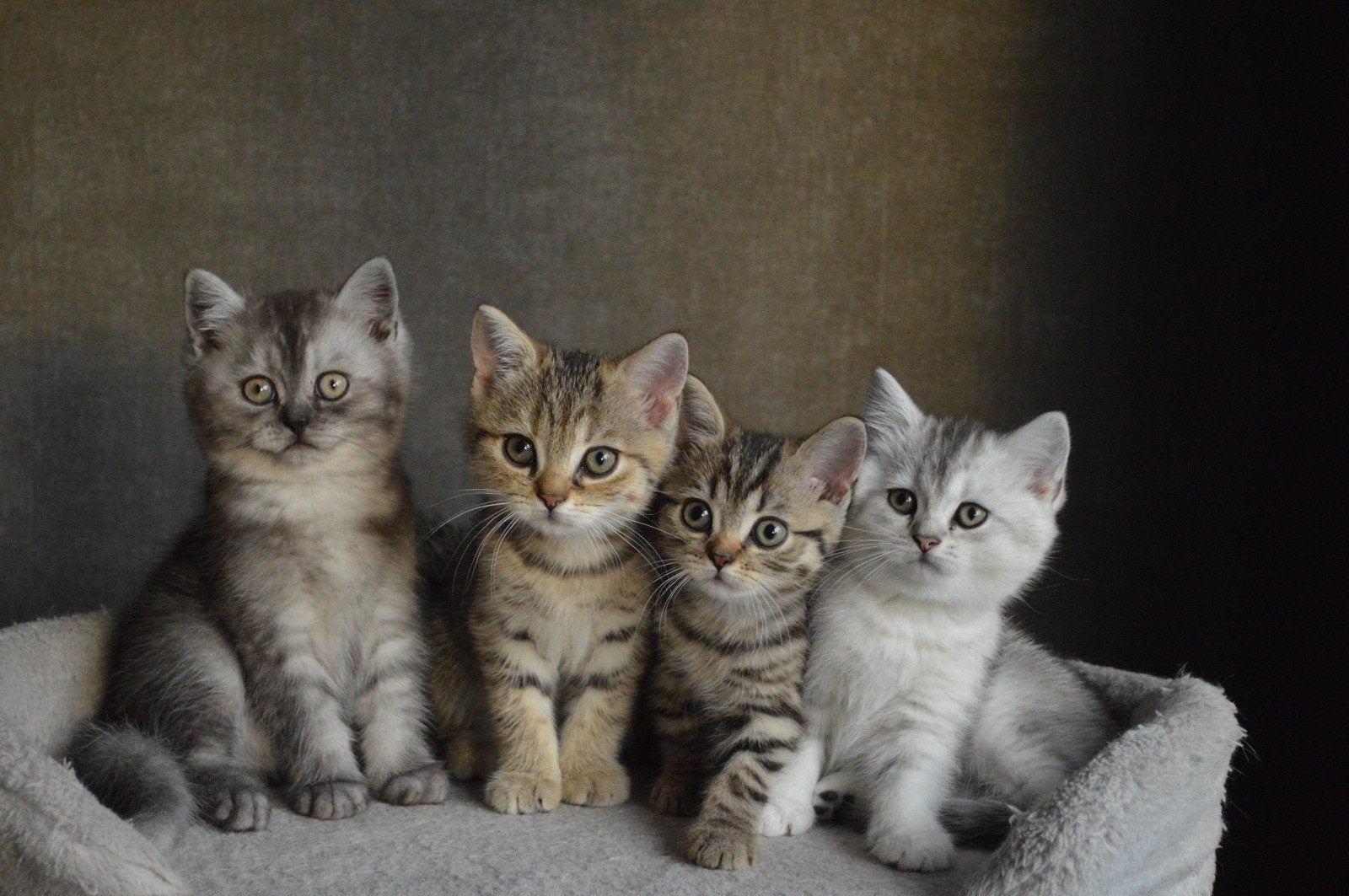 Prachtige Britse Korthaar kittens, Dieren en Toebehoren