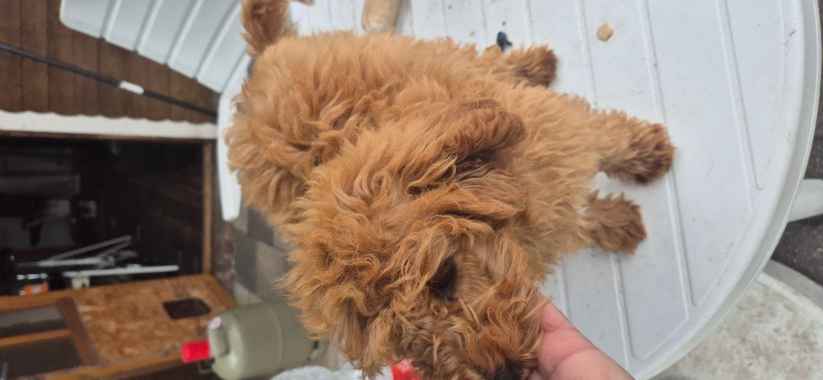 maltipoo, Overige rassen, 8 tot 15 weken, Teef, Meerdere
