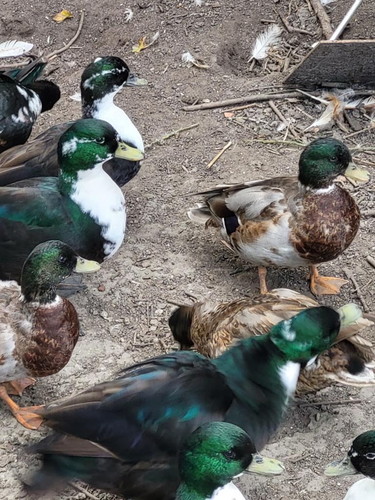 Kwakers, Dieren en Toebehoren, Pluimvee, Mannelijk, Eend