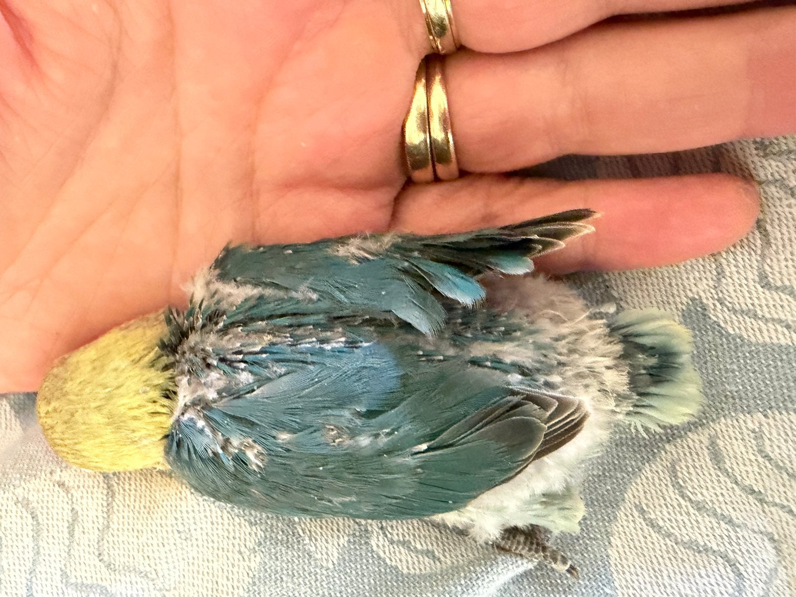 Jonge Fischeri, Dieren en Toebehoren, Geslacht onbekend, Dwergpapegaai of Agapornis, Geringd