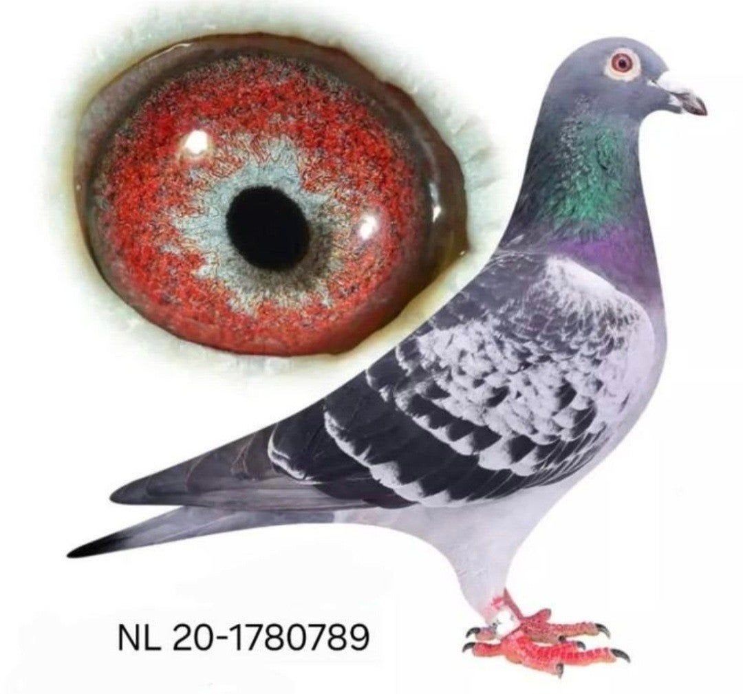 Postduif Direct Louis Stabel & Zn., Dieren en Toebehoren, Mannelijk, Postduif