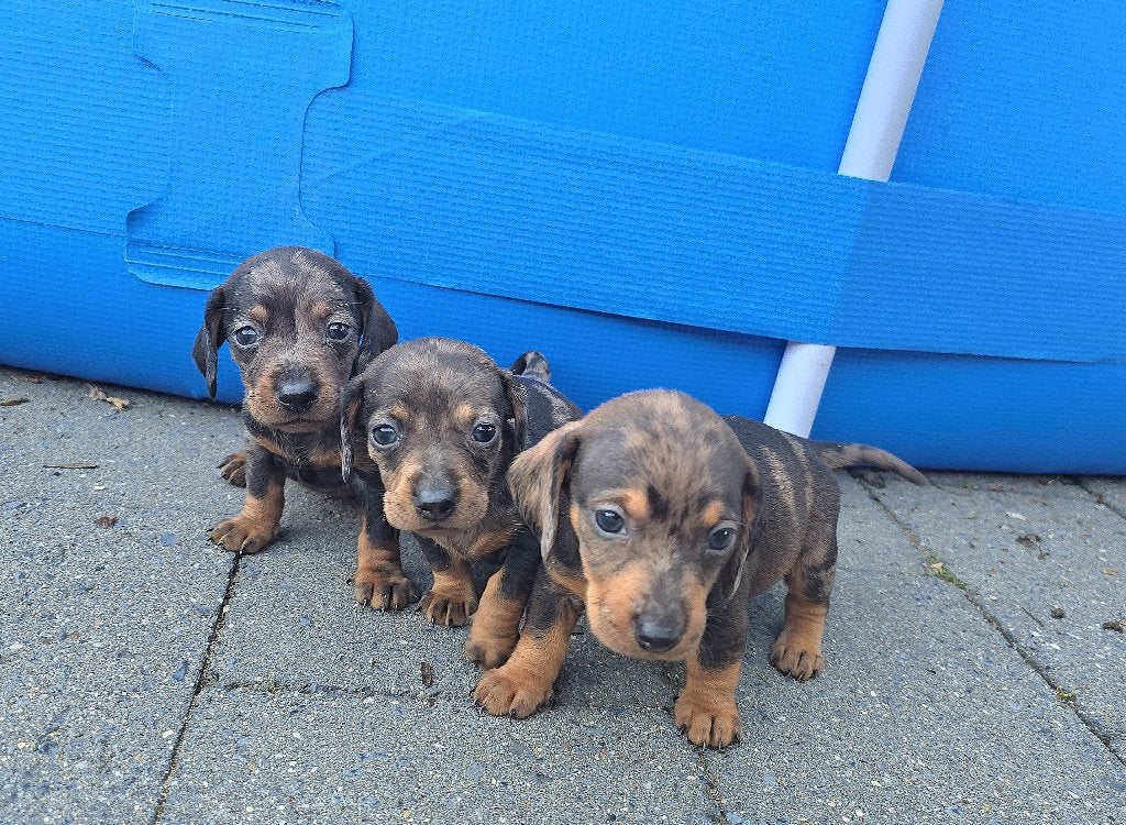 Teckel pups dwerg korthaar, Parvo, 8 tot 15 weken, Korthaar, Dwerg