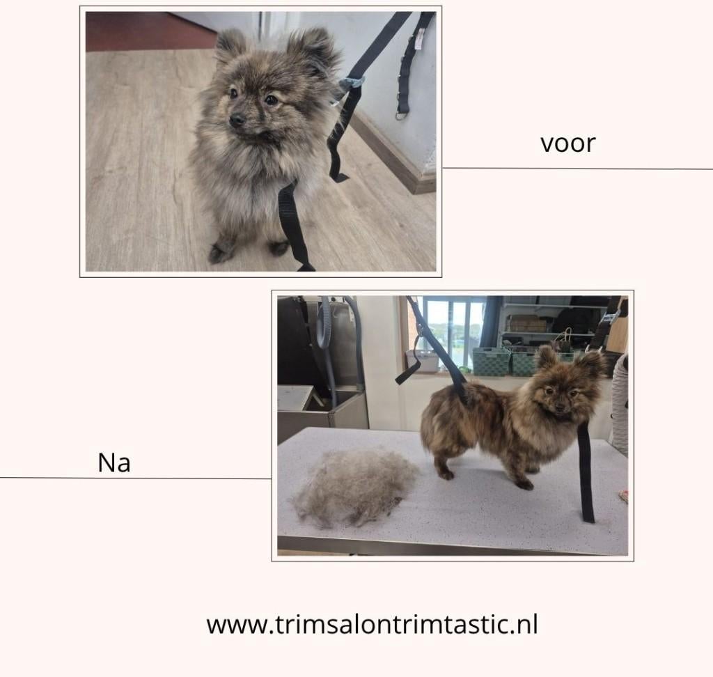 Nieuwe honden trimsalon in Kapellebrug, Ophalen, Nieuw