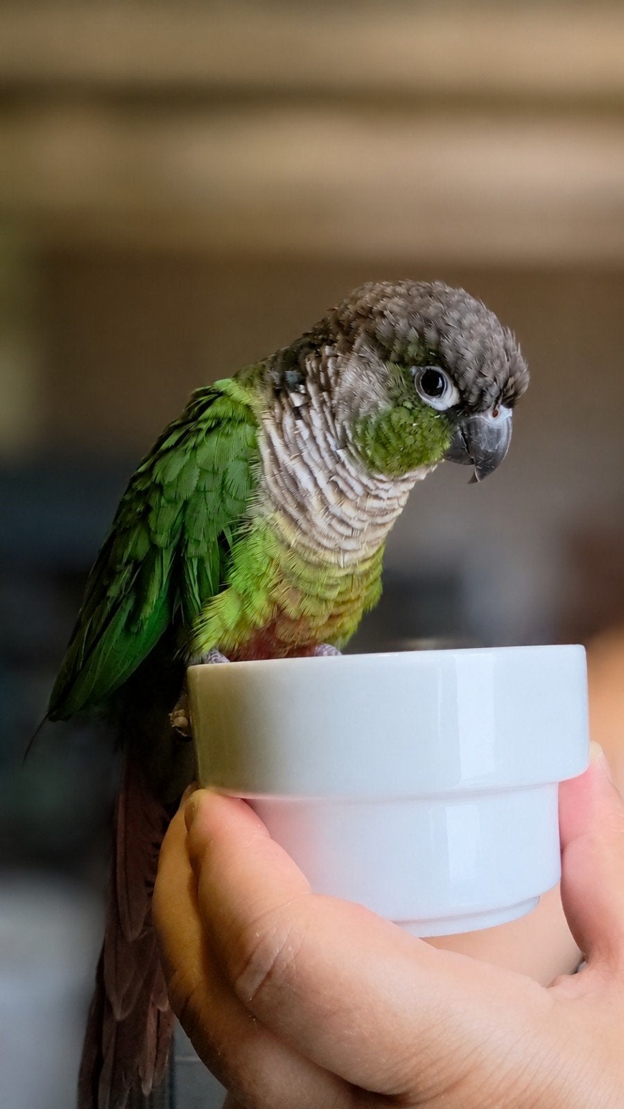 Frenkie (Ter adoptie), Dieren en Toebehoren, Vogels | Parkieten en Papegaaien, Mannelijk, Parkiet