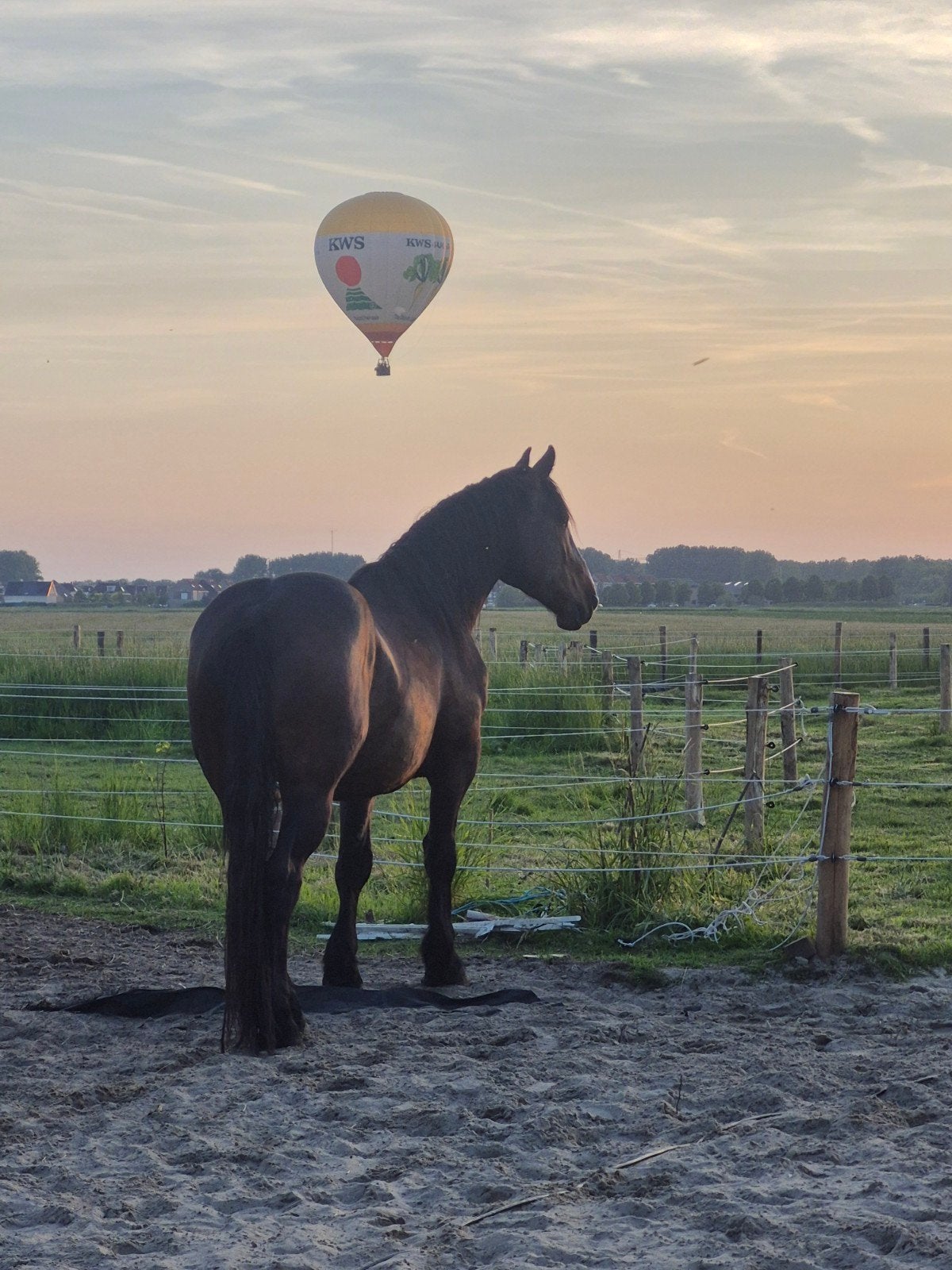 Imposante 4 jarige barokke ruin., Dieren en Toebehoren, Paarden, Ruin, Recreatiepaard