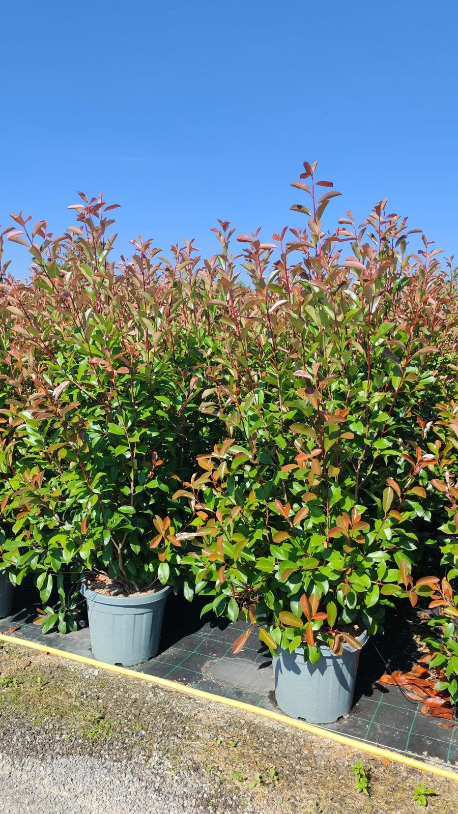 Photinia fraseri red robin in verschillende maten, Ophalen of Verzenden, Overige soorten, 100 tot 250 cm