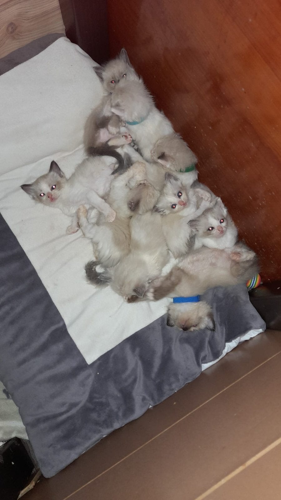 Ragdoll kittens, Meerdere dieren, Gechipt, 0 tot 2 jaar