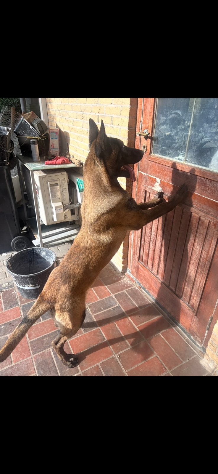 Belgische Herder van 7 maanden zoekt een liefdevol thuis!, Dieren en Toebehoren, België, Particulier, 15 weken tot 1 jaar, Reu
