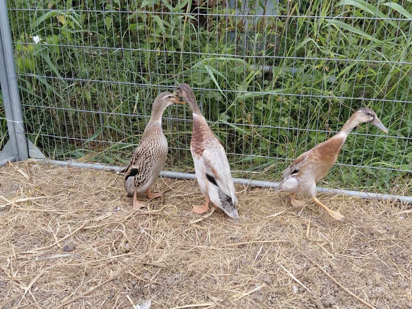 loopeenden, Dieren en Toebehoren, Meerdere dieren, Eend